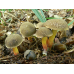 Мицелий Моховика пестрого / Боровик пастбищный (Xerocomus chrysenteron)